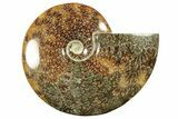 Polished Ammonite (Cleoniceras) Fossil - Madagascar #266760-1